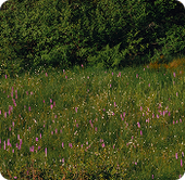 grass