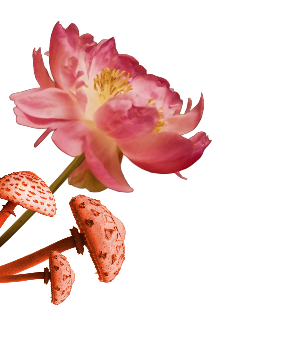 Decoration with pink flower and mushrooms.