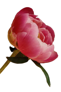 Decoration with pink flower.