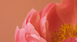 pink flower bg