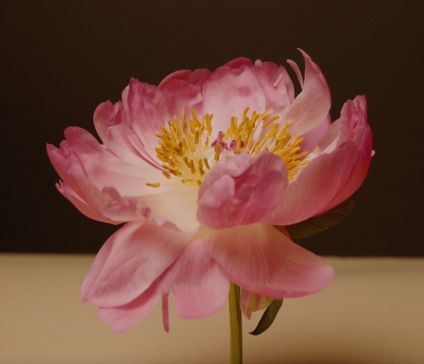Default image.