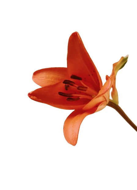 Decoration with orange flower.