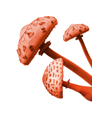 Decoration with mushrooms.